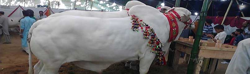 Buy Cow for Qurbani